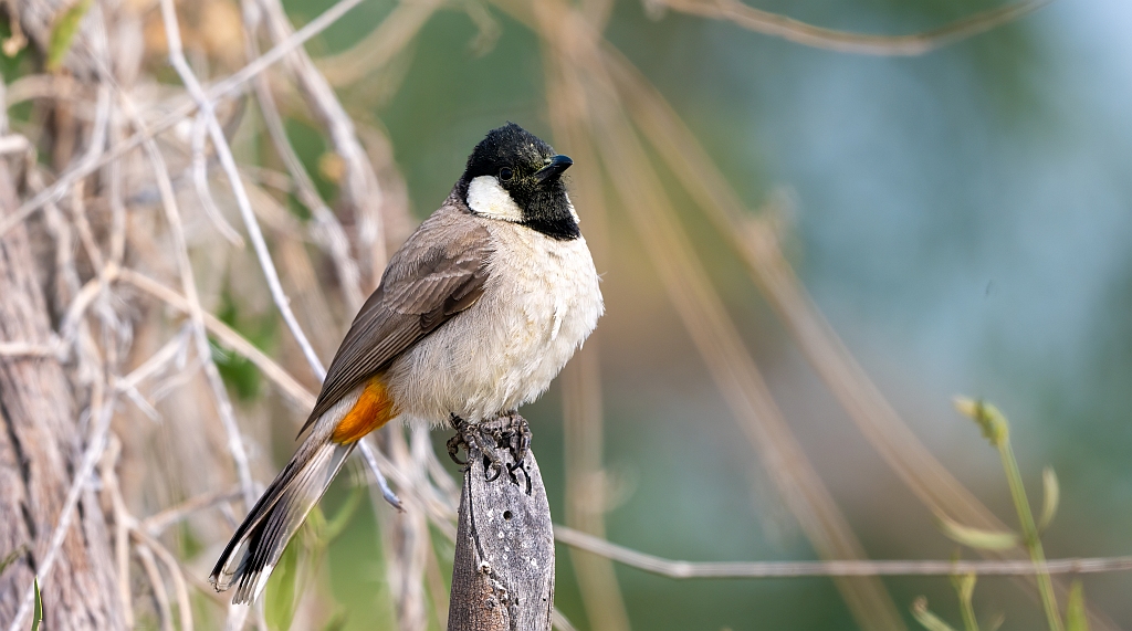 White-eared Bulbul